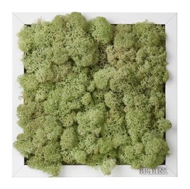 Solmayan Yosun Tablo Mint Green Moss